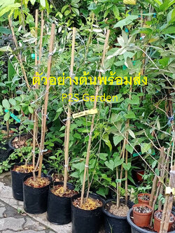 ต้นมะกอกโอลีฟ Olive - Leccino สูง 80-100 ซ.ม. (Italy)