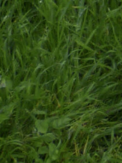 หญ้าสุนัข / 1,000 เม็ด (Germany)