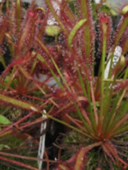 หยาดน้ำค้าง (Sundew) คละ / 100 เม็ด