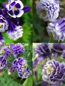 โคลัมบายน์ สีม่วง-ขาว (Columbine / Aquilegia) / 100 เม็ด