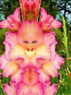 แกลดิโอลัส สีชมพู / 100 เม็ด