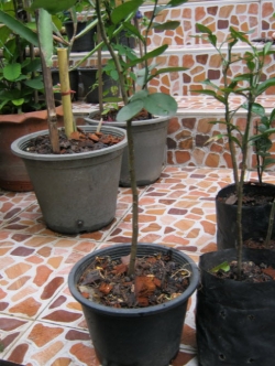 ต้นส้มโอขาวพวง กระถาง สูง 70-80 ซ.ม. / ต้น