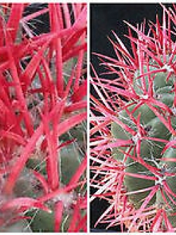 เฟอโรแคคตัส อะแคนโถดส์ (Ferocactus Acanthodes) / 50 เม็ด (Italy)