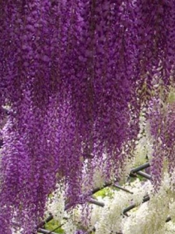 วิสทีเรีย (Wisteria) สีม่วง / 10 เม็ด (Singapore)