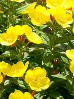 คอมม่อน พริมโรส (Common Primrose) เหลือง / 4,000 เม็ด (Australia)