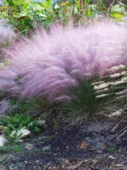 หญ้ามูลี่สีม่วง (Purple muhly) / 10 เม็ด (Australia)