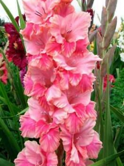 แกลดิโอลัส (Gladiolus) สีชมพูเข้ม ดอกใหญ่ / 100 เม็ด