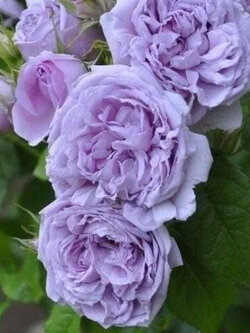 ต้นกุหลาบ เลอ เชี่ยน บลู (Le ciel blue Rose) ดอกสีม่วง ลาเวนเดอร์