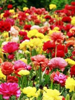 รานังคูลัส (Ranunculus / Persian Buttercup) / ซอง 20 เม็ด (A078)