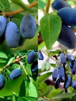 บลูเบอรี่สายน้ำผึ้ง (Honey Blueberry) / 100 เม็ด