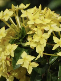 ต้นเข็มภูเก็ต ดอกสีเหลือง กระถาง 8 นิ้ว สูง 30-50 ซ.ม.