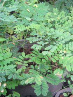 ต้นหางนกยูงขาว สูง 20-30 ซ.ม. / ต้น (Sri Lanka)