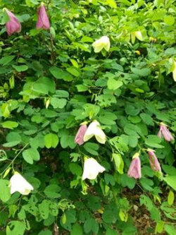 ต้นพญากาหลง สูง 50-80 ซ.ม. / ต้น