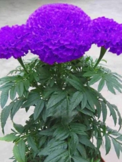 ดาวเรืองหม้อ สีม่วง / 50 เม็ด (หายาก)