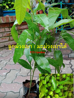 ต้น มะม่วงเบา มะม่วงตอแหล ลูกม่วงเบา เพาะเมล็ด สูง 50-80 ซ.ม. / ต้น