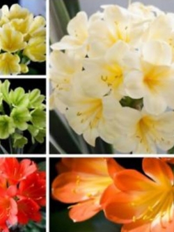 คลิเวีย (Clivia) บอนไซ คละ / 50 เม็ด