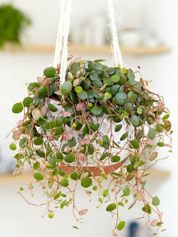 เปปเปอร์โรเมีย (Peperomia Prostrata) คละ / 50 เม็ด