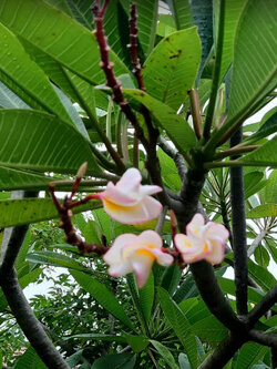 ต้นลีลาวดี ดอกชมพูอ่อน กระถาง 10 สูง 70-100 ซ.ม. / ต้น