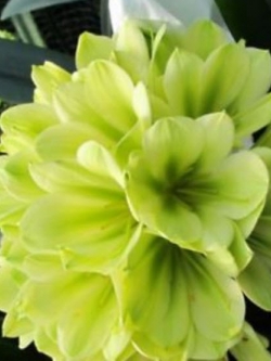 คลีเวีย (Clivia) เขียว / 5 เม็ด