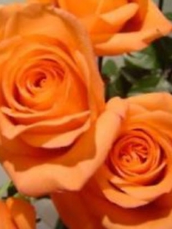 กุหลาบ สีส้ม / 100 เม็ด