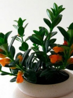 ปลาทอง (Goldfish Plant) / 50 เม็ด (นอก)