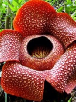 บัวผัด หรือบัวตูม (Rafflesia) / 10 เม็ด (นอก)