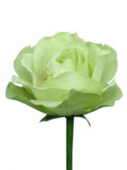 กุหลาบเขียว / 50 เม็ด (#17)