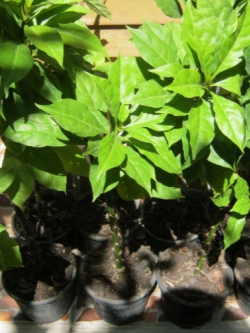 ต้นกุหลาบพุกาม กระถาง 8 นิ้ว สูง 35-50 ซ.ม.