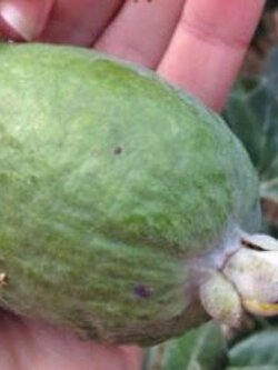 ฝรั่งสับปะรด (Pineapple Guava) / 6 เม็ด (France)