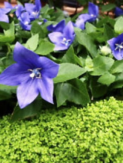 ทัสซ็อค เบลฟลาวเวอร์ น้ำเงิน / 5,400 เม็ด