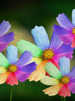 เบญจมาศ แฟนซี / 300 เม็ด