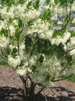 ฟริงก์ หรือไวท์ ฟริงก์ (Fringe tree) / 5 เม็ด (USA) หายากมาก