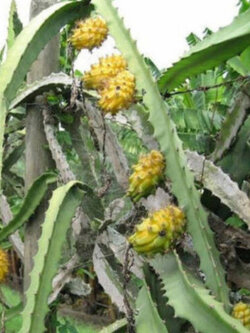 แก้วมังกร (Pitaya) เปลือกเหลือง เนื้อแดง / 50 เม็ด