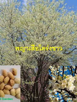 พญาเสือโคร่งขาว นางพญาเสือโคร่งดอกสีขาว / 20 เม็ด