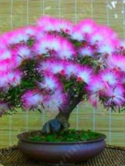 ทิ้งถ่อนบอนไซม่วง / 10 เม็ด (นอก)