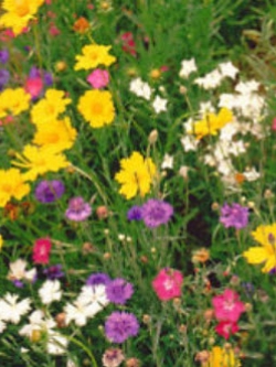 ดอกไม้ป่า (Wildflowers) พื้นที่มีน้ำใต้ดิน คละ / 200 เม็ด