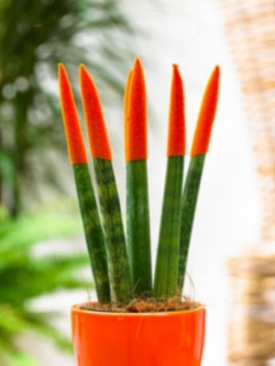 งาช้าง (Sansevieria Cylindrica) สีส้ม / 50 เม็ด (Vietnam)