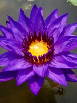 บัวไดเร็คเตอร์ ดอกสีม่วงน้ำเงิน / 40 เม็ด