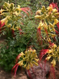 ต้นหางนกยูง ดอกสีเหลืองนวล เกสรแดง สูง 20-30 ซ.ม. / ต้น (Greece)