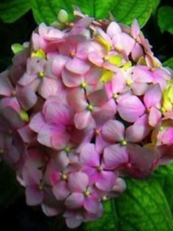 ไฮเดรนเยีย (Hydrangea) ดอกหลายสี (A) /10 เม็ด