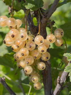 ไวท์ เคอแร้นท์ (White Currant) / 25 เม็ด (นอก)