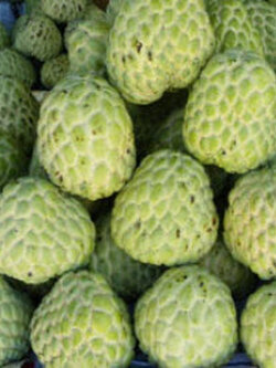 Thai Sugar Apple - PETCH PAK CHONG seeds / 20 pcs