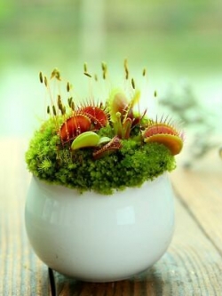 กาบหอยแครง (Venus Flytrap) / 100 เม็ด (S079)