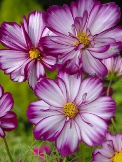 ดาวกระจาย (Cosmos - Fizzy Rose Picotee) / 100 เม็ด (UK)