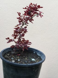 ต้นโพธิ์แดงแคระ กระถาง 6 นิ้ว / ต้น