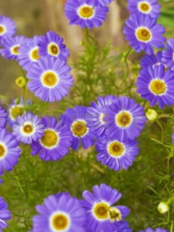 เดซี่ สวอน ริเวอร์ (Swan River Daisy) / 2,000 เม็ด (China)