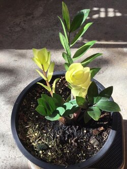 ต้นกวักมรกตด่างสีทอง กระถาง 10 นิ้ว*