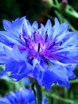 คอร์นฟลาวเวอร์ (Cornflower) สีฟ้า / 150 เม็ด