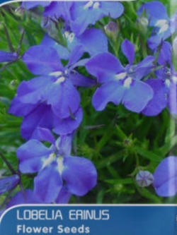 โลบีเลีย - ฮาล์ฟมูน (Lobelia - Half Moon) / 200 เม็ด (USA)