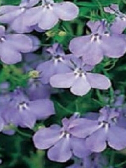 โลบีเลียเลื้อย - ฟาวน์เท่น (Trailing Lobelia - Fountain) สีฟ้า / 25,000 เม็ด (UK)